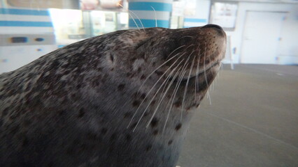 アザラシ © 利光 守本