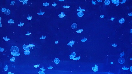 jellyfish