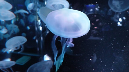 jellyfish