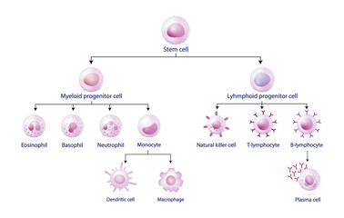Cells of the innate and adaptive immune system, Hematopoiesis cell type scheme, stem cell, B and T lymphocytes, Basophil, neutrophil, eosinophil, monocyte, dendritic cell, macrophage and plasma cells. - obrazy, fototapety, plakaty