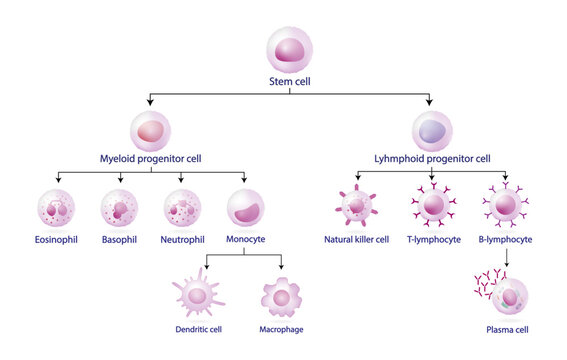Cells of the innate and adaptive immune system, Hematopoiesis cell type scheme, stem cell, B and T lymphocytes, Basophil, neutrophil, eosinophil, monocyte, dendritic cell, macrophage and plasma cells.