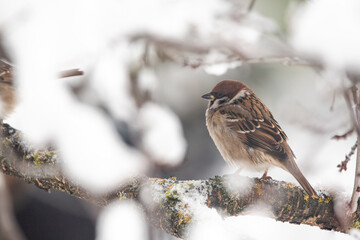 
 
FILE #:  565703799
 Preview Crop
 Find Similar
DIMENSIONS
6016 x 4016px
FILE TYPE
JPEG
CATEGORY
Animals
LICENSE TYPE
Standard or Extended
The Eurasian tree sparrow (Passer montanus) on a tree branc