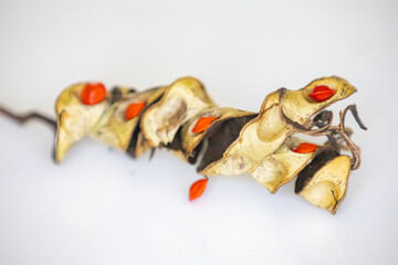 Red seeds of the tree known as 