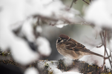 
 
FILE #:  565703799
 Preview Crop
 Find Similar
DIMENSIONS
6016 x 4016px
FILE TYPE
JPEG
CATEGORY
Animals
LICENSE TYPE
Standard or Extended
The Eurasian tree sparrow (Passer montanus) on a tree branc