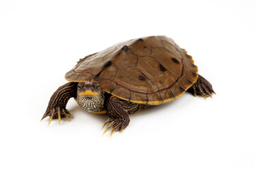 Sabine-Höckerschildkröte // Sabine Map Turtle (Graptemys sabinensis / Graptemys ouachitensis sabinensis) 