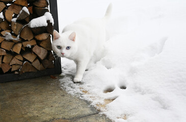 weisse Katze im Schnee