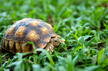 reptile baby turtle Sulcata tortoise walking on green grass