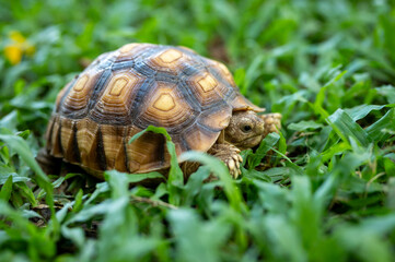 reptile baby turtle Sulcata tortoise walking on green grass
