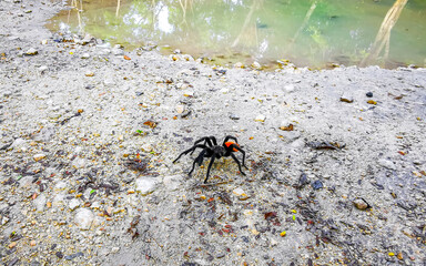 Tarantula brown black crawls on the ground Mexico.