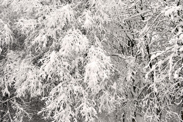 Bäume im Winter