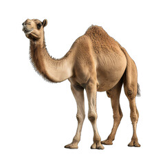 single hump camel isolated on transparent background