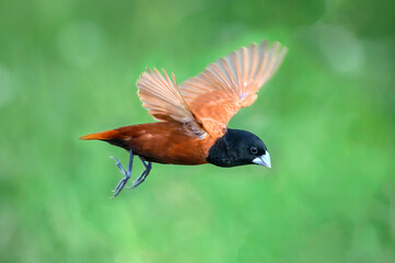 Chestnut Munia or Black-headed Munia in nature