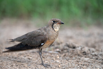 Oriental Pratincole ,A bird that has a gray and brown color