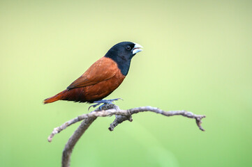 Chestnut Munia or Black-headed Munia in nature