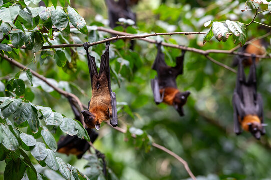 Bats hanging upside down ,Lyle's flying fox