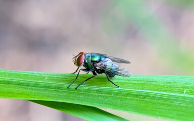 Green flies carry a source of disease.