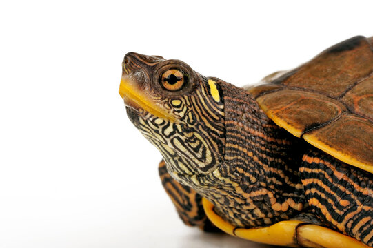 Sabine-H&ouml;ckerschildkr&ouml;te // Sabine Map Turtle (Graptemys sabinensis / Graptemys ouachitensis sabinensis) 