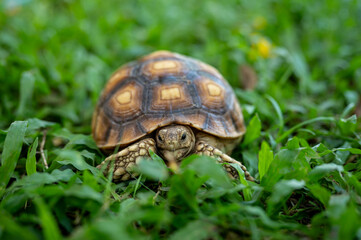 reptile baby turtle Sulcata tortoise walking on green grass