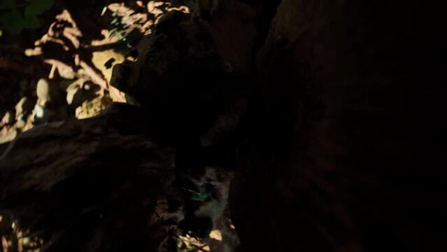Ant Inside A Tree Hollow  3D Cinematic Animation, Forest Scene, Macro Cinematic 