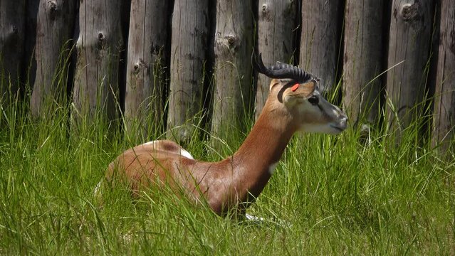 dama gazelle (nanger dama) in natural habitat