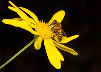 Rolgordijnen Close up  beautiful bee on flower © blackdiamond67