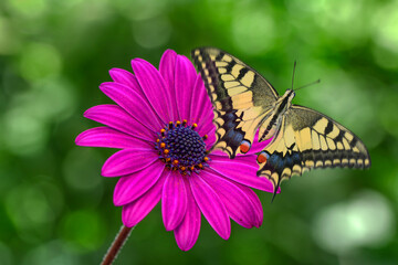 Macro shots, Beautiful nature scene. Closeup beautiful butterfly sitting on the flower in a summer garden.