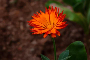 Foto auf Acrylglas Close up beautiful shot of flower © blackdiamond67