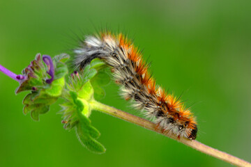 Macro shots, Beautiful nature scene. Close up beautiful caterpillar of butterfly