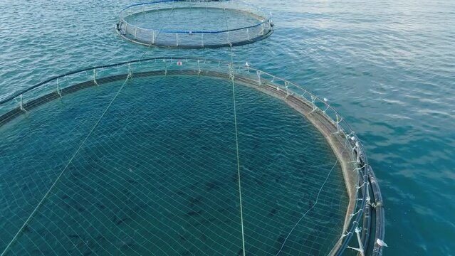 Fish farm with large salmon and rainbow trout. Denmark