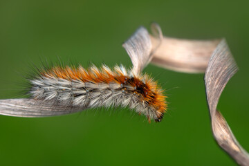Macro shots, Beautiful nature scene. Close up beautiful caterpillar of butterfly