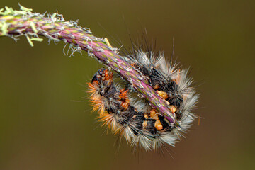 Macro shots, Beautiful nature scene. Close up beautiful caterpillar of butterfly