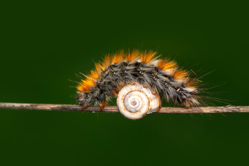Macro shots, Beautiful nature scene. Close up beautiful caterpillar of butterfly