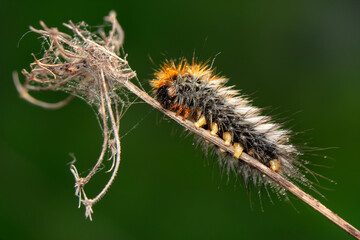 Macro shots, Beautiful nature scene. Close up beautiful caterpillar of butterfly
