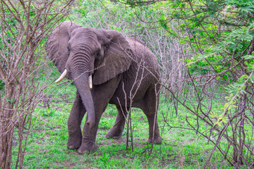 Fototapeta premium Beautiful wild elephant in her natural habitat in South Africa