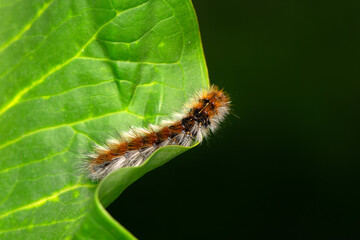 Macro shots, Beautiful nature scene. Close up beautiful caterpillar of butterfly