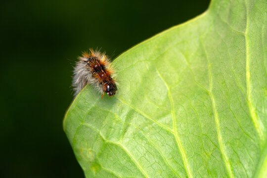 Macro shots, Beautiful nature scene. Close up beautiful caterpillar of butterfly