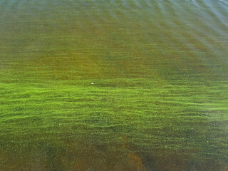 Water pollution by blooming blue-green algae - Cyanobacteria is world environmental problem. Water bodies, rivers and lakes with harmful algal blooms.
