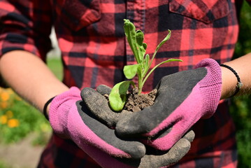 A harmonious moment of planting, with female hands adorned in a checkered shirt and pink gloves delicately holding a sprout and soil. The growth of a new plant