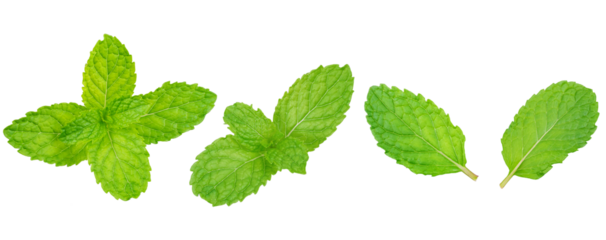 Organic fresh Green pepper mint leaf isolated on transparent background, fresh herbal leaf high definition, png file