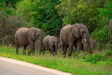 Fototapeta na wymiar Beautiful wild elephant in her natural habitat in South Africa