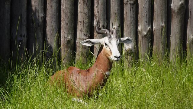 dama gazelle (nanger dama) in natural habitat