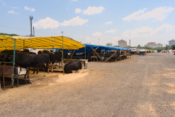 Live cattle are sold on the street market