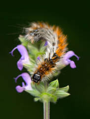 Macro shots, Beautiful nature scene. Close up beautiful caterpillar of butterfly