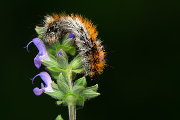 Macro shots, Beautiful nature scene. Close up beautiful caterpillar of butterfly
