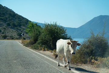 A white cow walking along the road near the sea, illustrating a rural scene juxtaposed with coastal surroundings leisurely stroll in proximity to the seaside environment