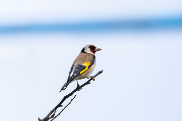 Beautiful songbird on the branch.  European goldfinch