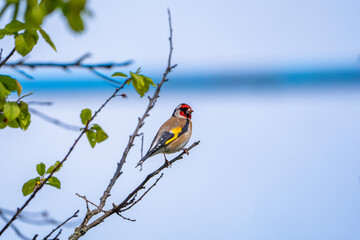 Beautiful songbird on the branch.  European goldfinch