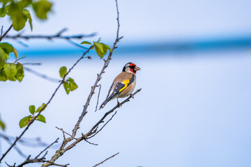 Beautiful songbird on the branch.  European goldfinch
