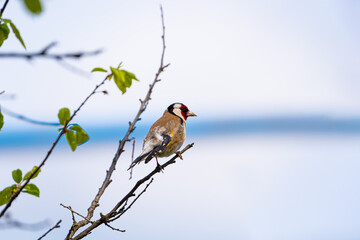 Beautiful songbird on the branch.  European goldfinch