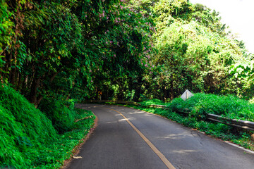 The background of the mountain road has many kinds of large trees, green grass, and the wind blows past in a blur. The weather is cool and comfortable throughout your adventure travel.